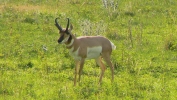 PICTURES/Jewel Cave & Custer State Park, SD/t_Pronghorns5.JPG